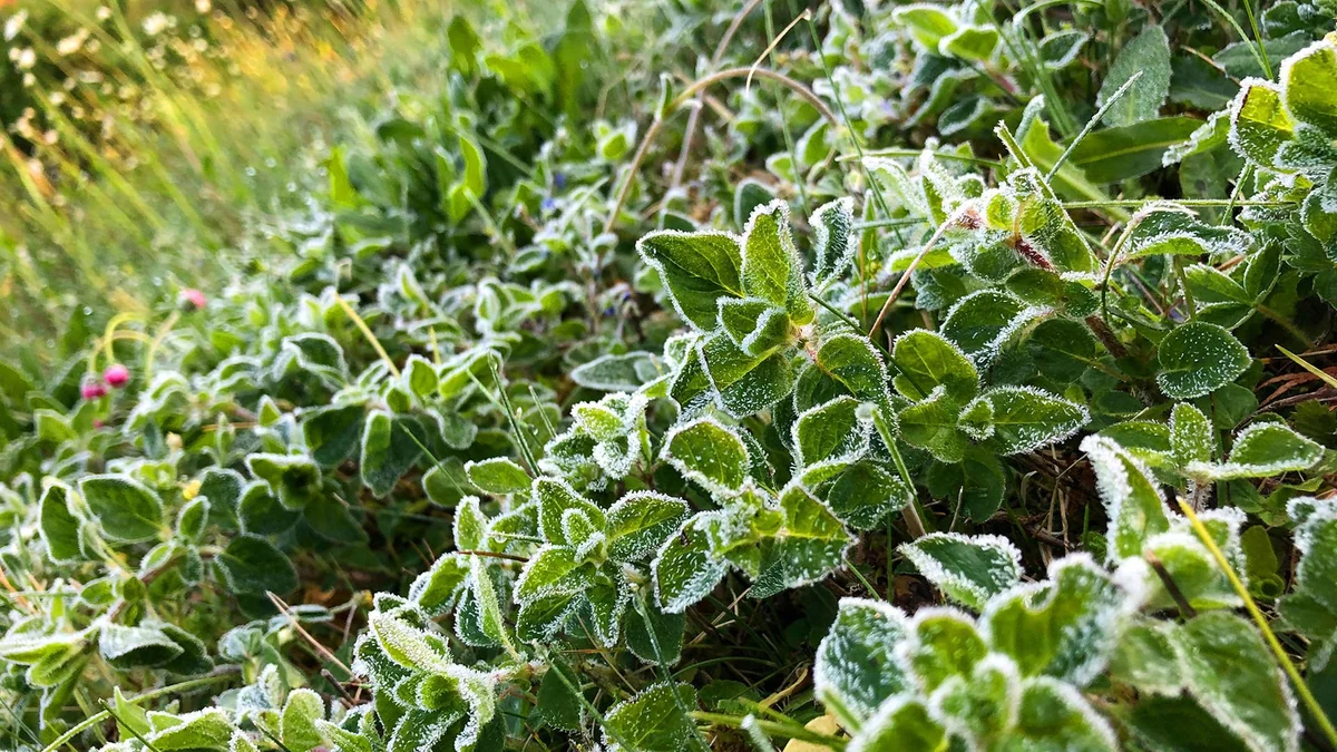 Klimawandel: Gilt altes Wetterwissen noch für die Eisheiligen?