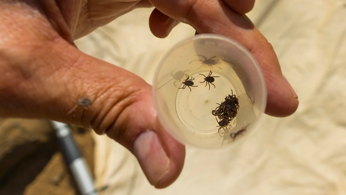 Fiebre de Crimea-Congo y Lyme: así avanzan las enfermedades por garrapatas en España