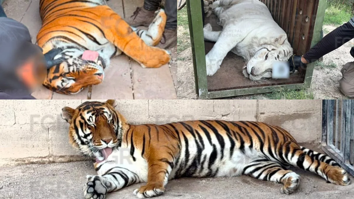 Tigres, un lince y caballos: el hallazgo de la FGR en Durango tras un reporte de personas armadas y animales exóticos