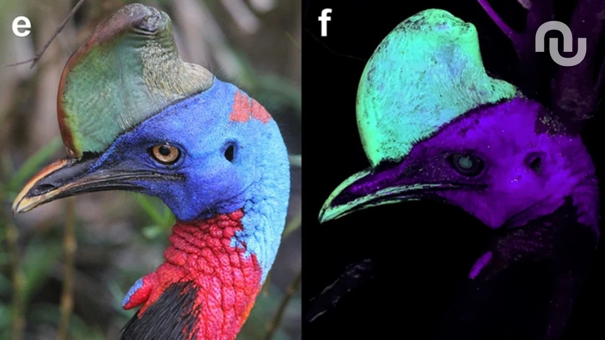 Cet oiseau brille dans l’ultraviolet, et on ne sait pas pourquoi