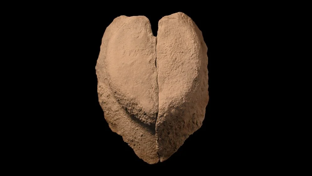 Hallan una nueva especie de molusco gigante que vivió en Neuquén hace 185 millones de años