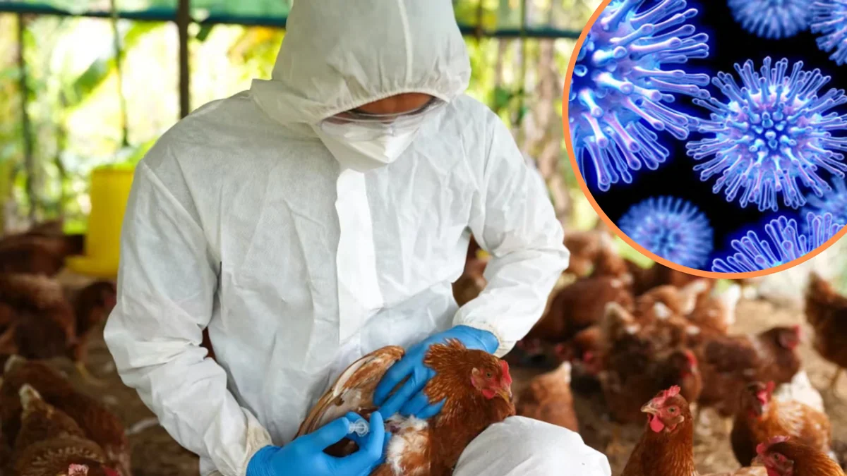 Senasa responde por nueva emergencia sanitaria por influenza aviar en el Perú: ¿Debe alarmarnos?