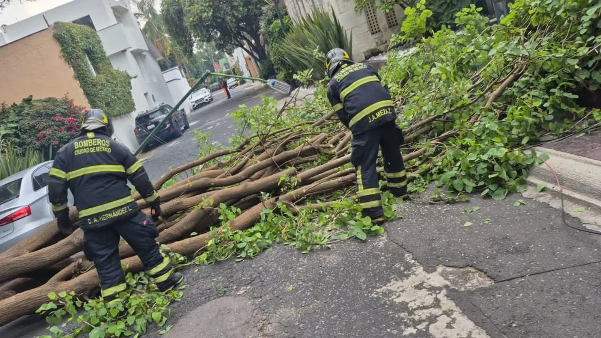 Caen árboles y cables en CDMX por vientos intensos en estas alcaldías