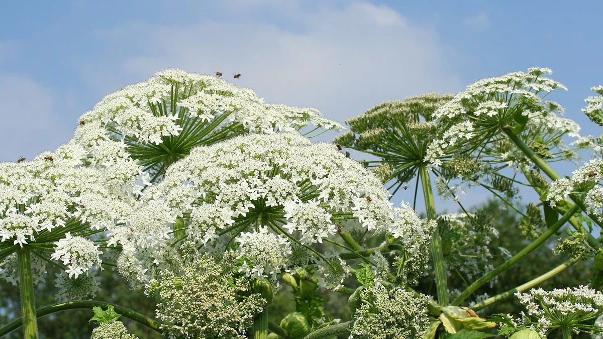 El perejil gigante, la peligrosa planta invasora que florece en verano y que puede provocar urticaria y quemaduras: ya está en algunas zonas de España