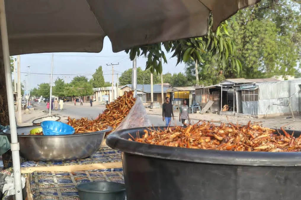 El suculento y nutritivo negocio de los saltamontes en África se topa con los prejuicios occidentales contra la ingesta de insectos