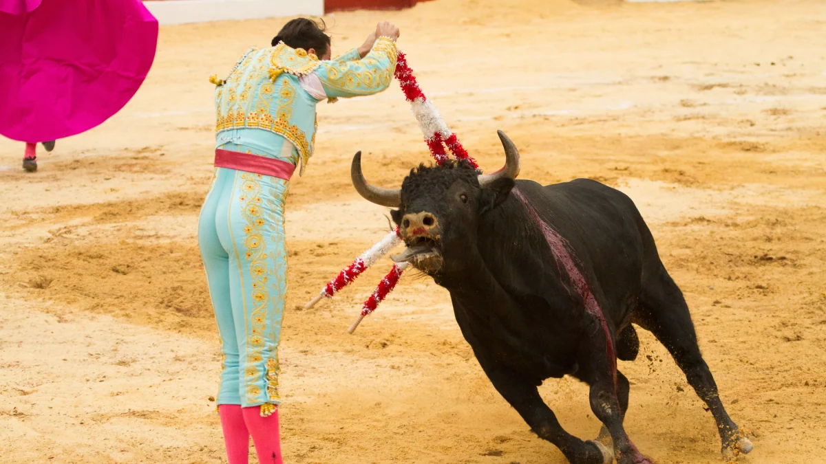 Près de Bordeaux, la corrida de la fête de la Rosière menacée par des animalistes