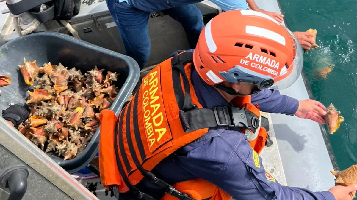Qué son los caracoles pala, especie protegida en el Caribe: la Armada frustró millonario negocio de contrabando de 151 de estos ejemplares