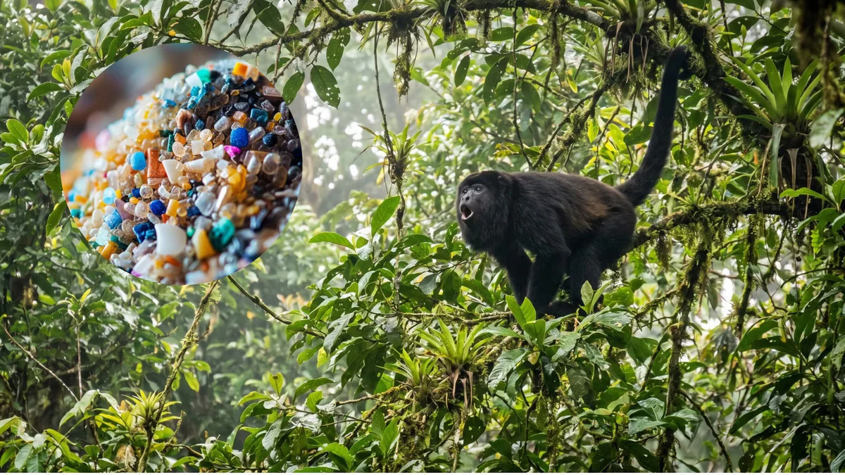 ¡Están por todas partes! Encuentran microplásticos en organismo de monos aulladores en selva de Veracruz
