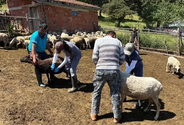 Gümüşhacıköy'de küçükbaş hayvanlara aşılama çalışmaları sürüyor