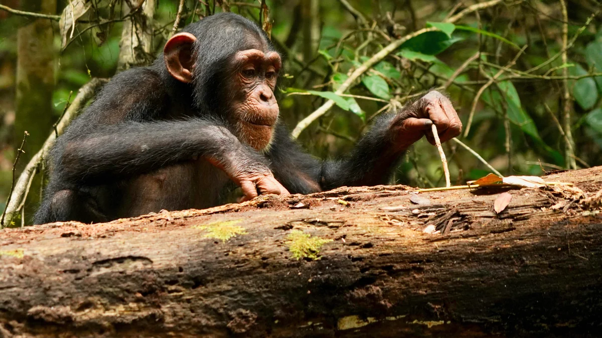 El arte de la guerra en los animales: espionaje, patrullas y ataques sorpresa