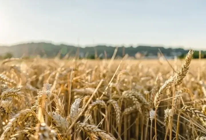 Avrupa'da aşırı sıcaklar tarımı vuruyor! Gıda fiyatlarında yeni artış riski