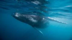 Whale graveyard dating back five million years discovered