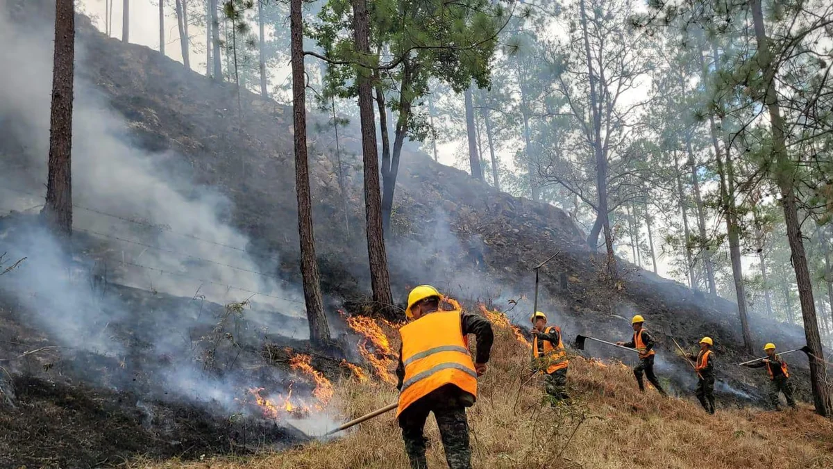 Más de 900 animales en Honduras han sido rescatados por bomberos tras incendios forestales