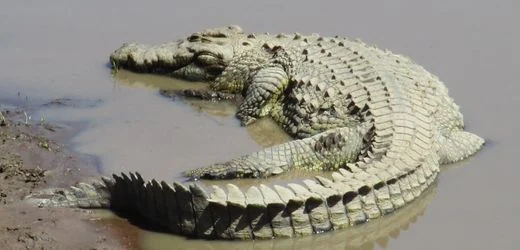 Israel will Krokodile zur Sicherung von Gefängnissen einsetzen