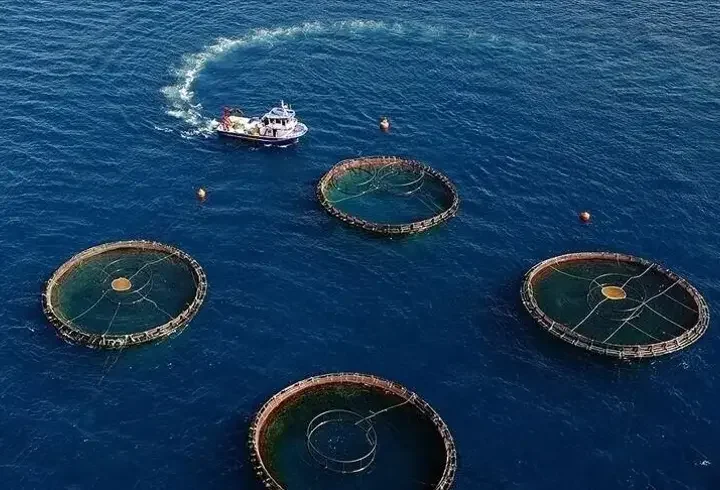 Doğu Karadeniz'in su ürünleri ihracatı 73,7 milyon dolara ulaştı