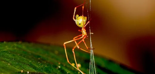 Australien: Ballista-Spinne jagt Ameisen mit einzigartiger Katapulttechnik