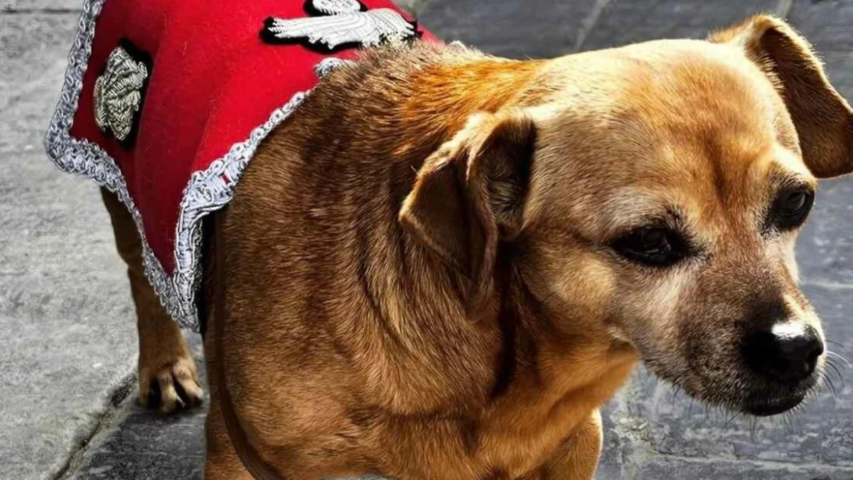 L'ultima sfilata, poi il meritato riposo: oggi va in pensione Briciola, la mascotte dei carabinieri