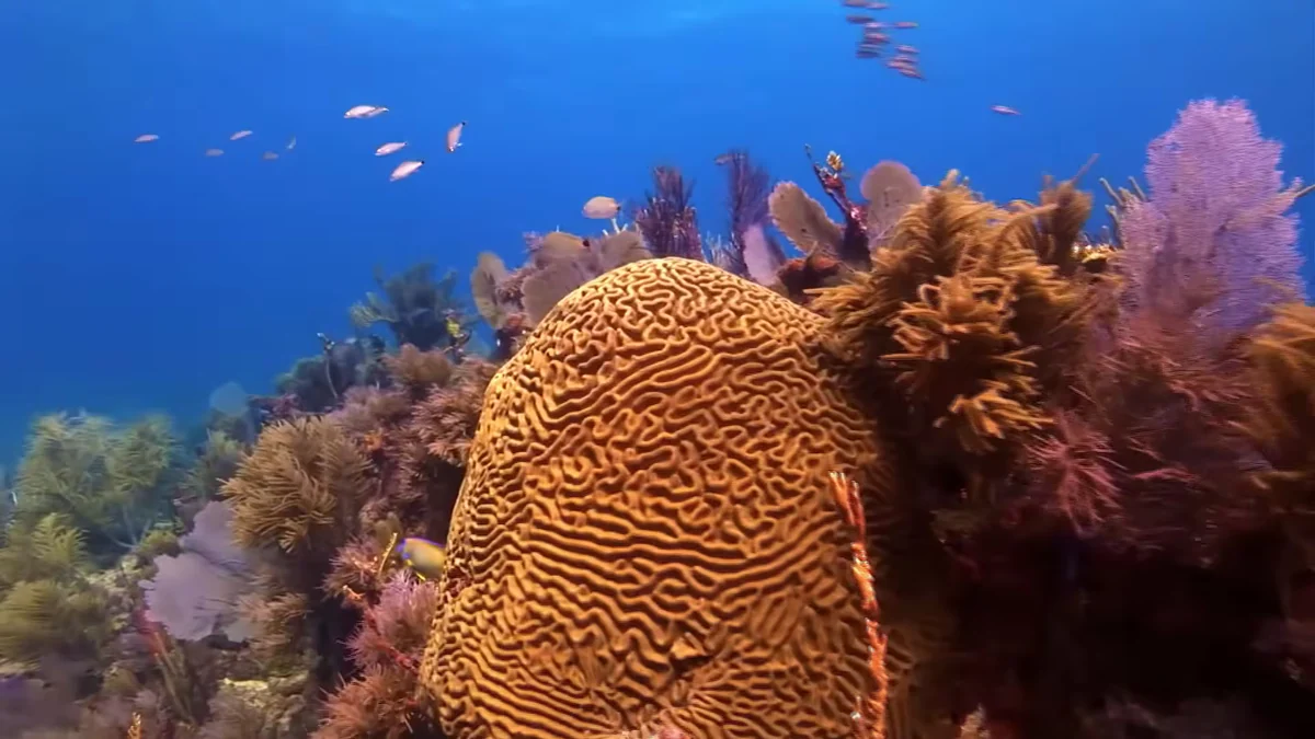 Mulino veta proyecto que debilitaba los sistemas de arrecifes coralinos, ecosistemas y especies asociados
