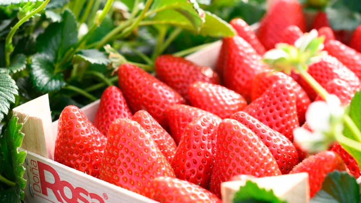 Alantra prepara la venta del grupo de frutos rojos Surexport