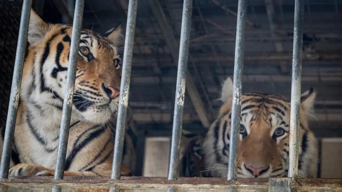 Rescatan seis tigres en Alemania que una exdomadora de circo mantenía en una finca particular: serán trasladados a España