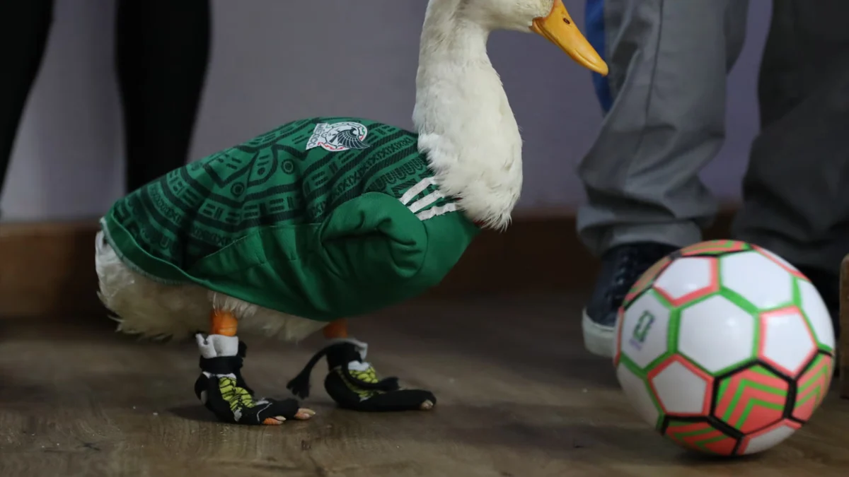 ¿Quieres un Pato Merlín en tu casa? Especialistas advierten sobre cuidados y necesidades de los patos como animales de compañía