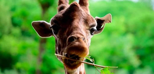 Texas: Giraffe aus Ranch entkommen – 5000 Dollar Belohnung ausgesetzt