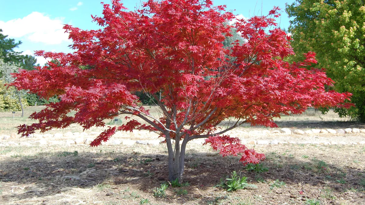 Cinco árboles ideales para el jardín: sombra y raíces poco invasivas para el verano