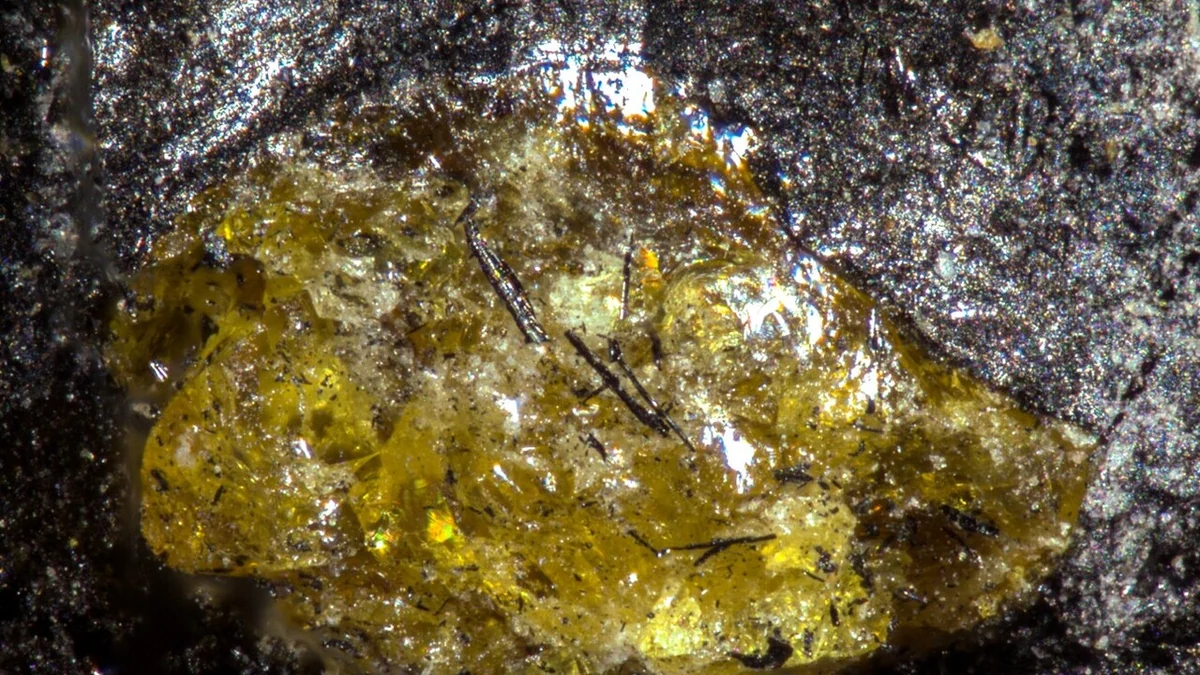 Scoperta l'ambra più antica, ha 385 milioni di anni