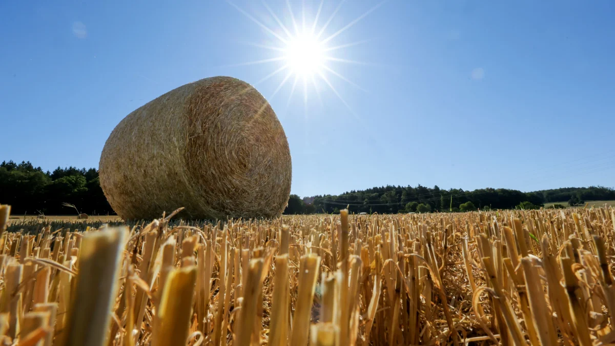 Wetter in Deutschland: Hitze bis 36 Grad – leichte Abkühlung in Sicht