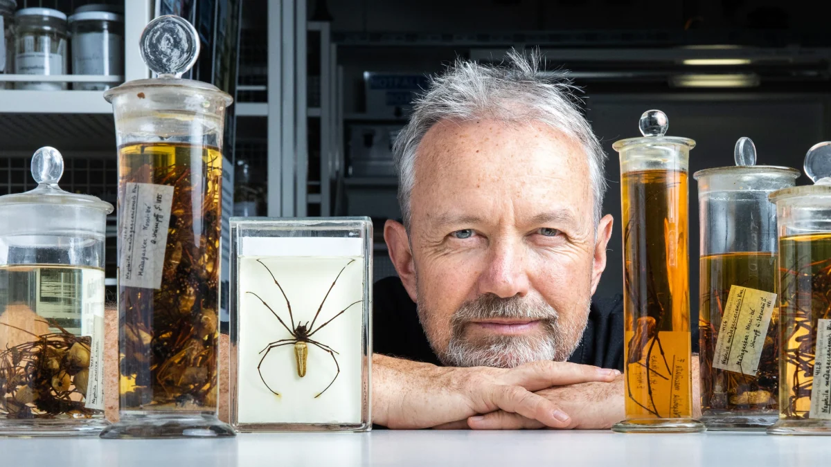 Eingewanderte Arten: „Die Nosferatu-Spinne sollten wir willkommen heißen“