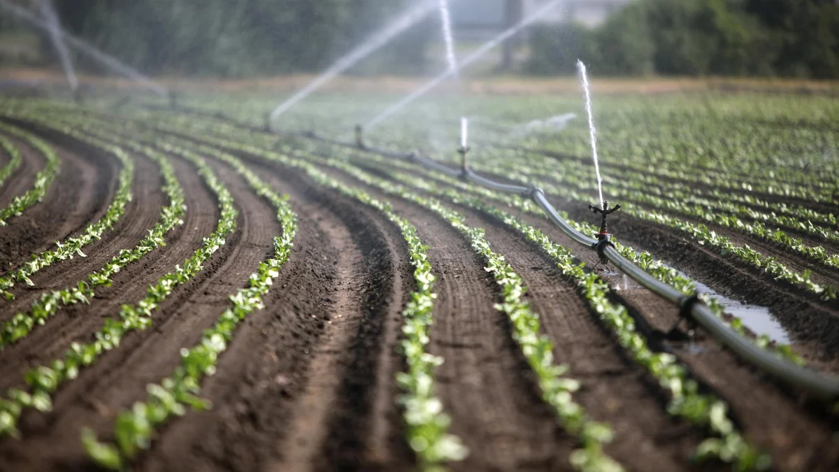 Mehr Gemüse statt Fleisch - wie das die Landwirtschaft verändern würde
