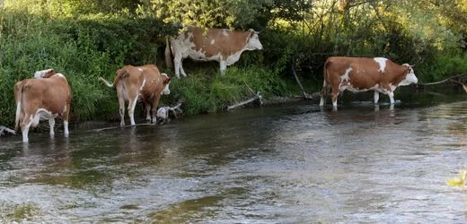 Bilder vom Hitze-Sonntag in Deutschland: Kuuuhl bleiben während der Hitzewelle