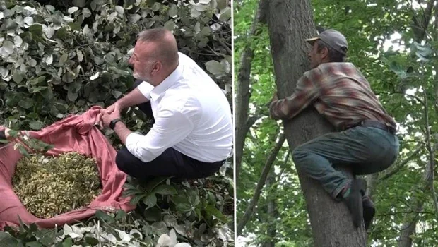 Avrupa'nın en büyük ormanlarından birinde toplanıyor: Dalında 3 bin liradan satılıyor