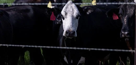 Kanada verhängt Einfuhrverbot für Rinder aus Texas wegen Neuwelt-Schraubenwurmfliege