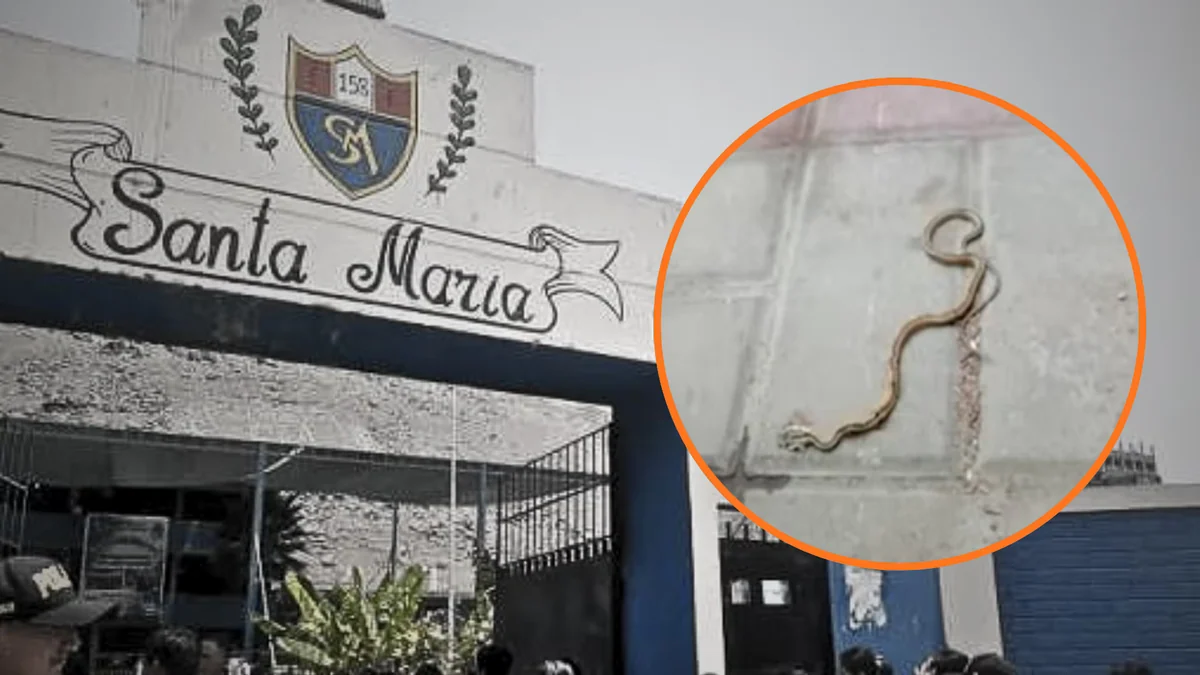 Padres denuncian presencia de culebras en colegio de San Juan de Lurigancho y exigen intervención para proteger a escolares