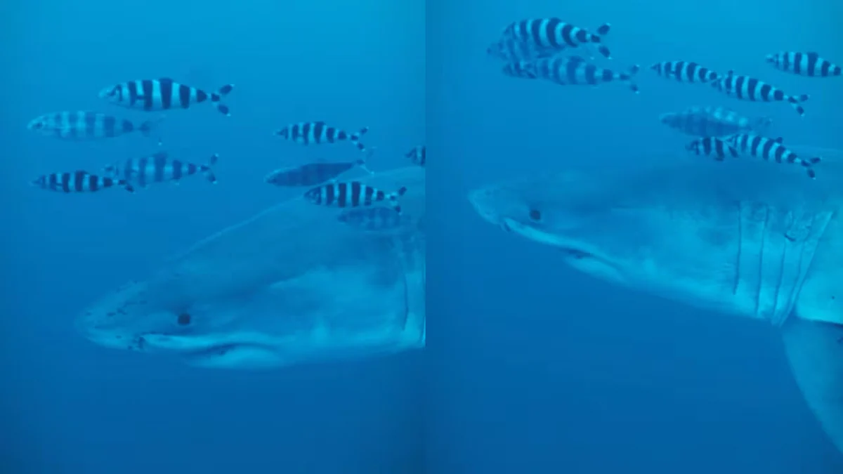 Unos buceadores graban por primera vez a un tiburón blanco en el Mediterráneo: su presencia en la zona es escasa