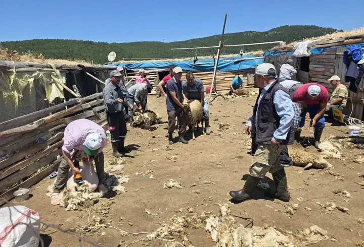 Manisa'da asırlık 'koyun kırkım imecesi' geleneği yaşatıldı