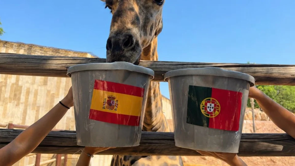 Fali, la jirafa de Terra Natura Murcia, predice los resultados de los partidos de España en el Mundial