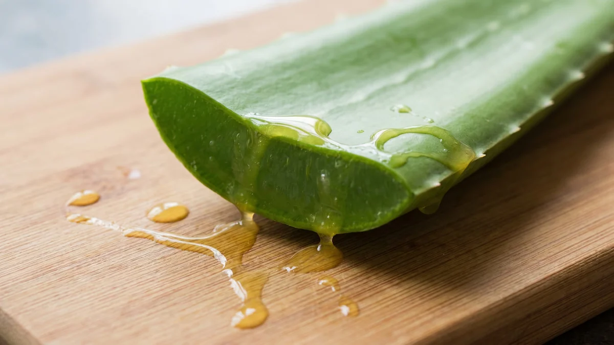 Sábila para la gastritis: cómo consumir Aloe vera y cuáles son sus posibles beneficios