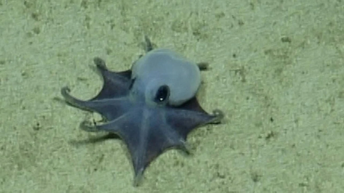 Descubren un pulpo azul en las Galápagos que cabe en la palma de la mano