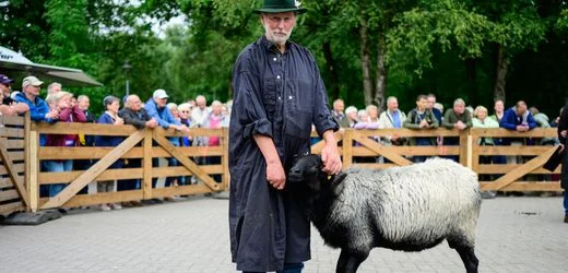 Niedersachsen: Das ist der schönste Heidschnuckenbock 2026