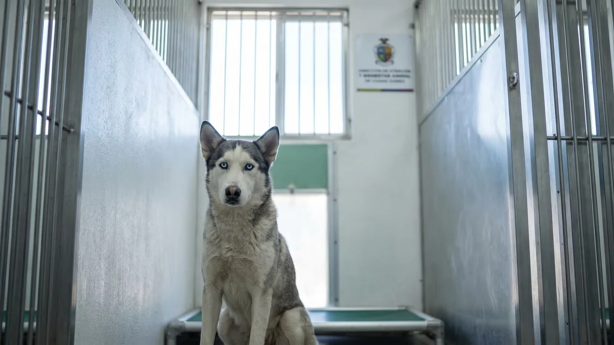 Piden justicia para Sasha, una husky que mordió a niño en la Feria del Libro de la Frontera