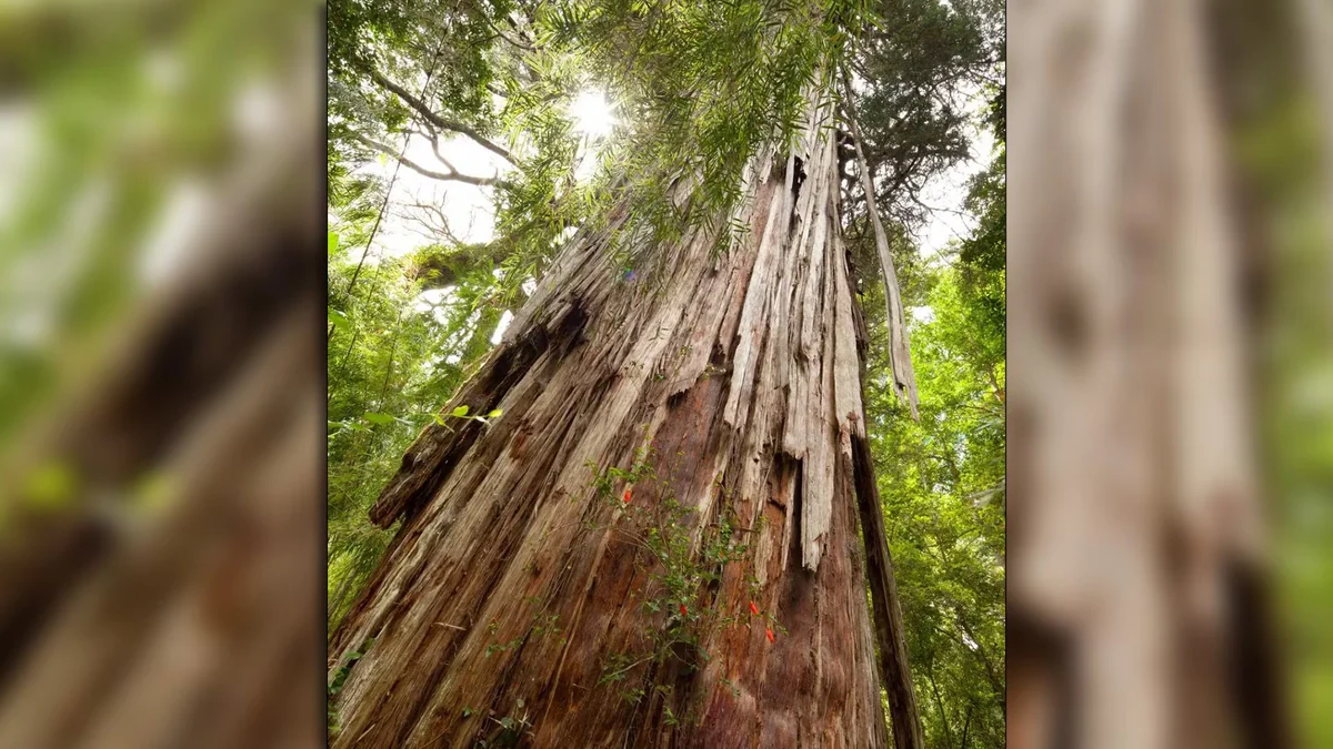 El sorprendente árbol de la Patagonia argentina que pertenece a la segunda especie más antigua del planeta