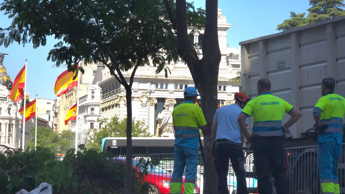 Primero las farolas y ahora los árboles: el Ayuntamiento de Madrid retira seis ejemplares de la Plaza de Cibeles para instalar el escenario de la misa de León XIV