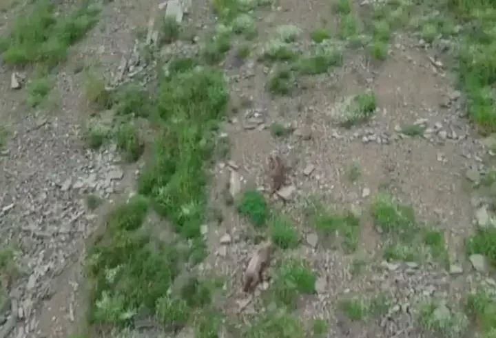 Kırsalda yiyecek arayan ayı, dronu fark edince kaçtı