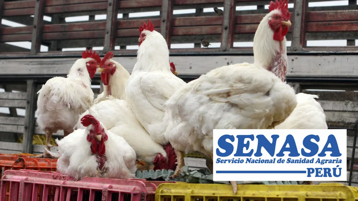 Emergencia sanitaria por influenza aviar: Senasa activa medidas en todo el país para evitar la propagación del virus H5N1 en granjas avícolas