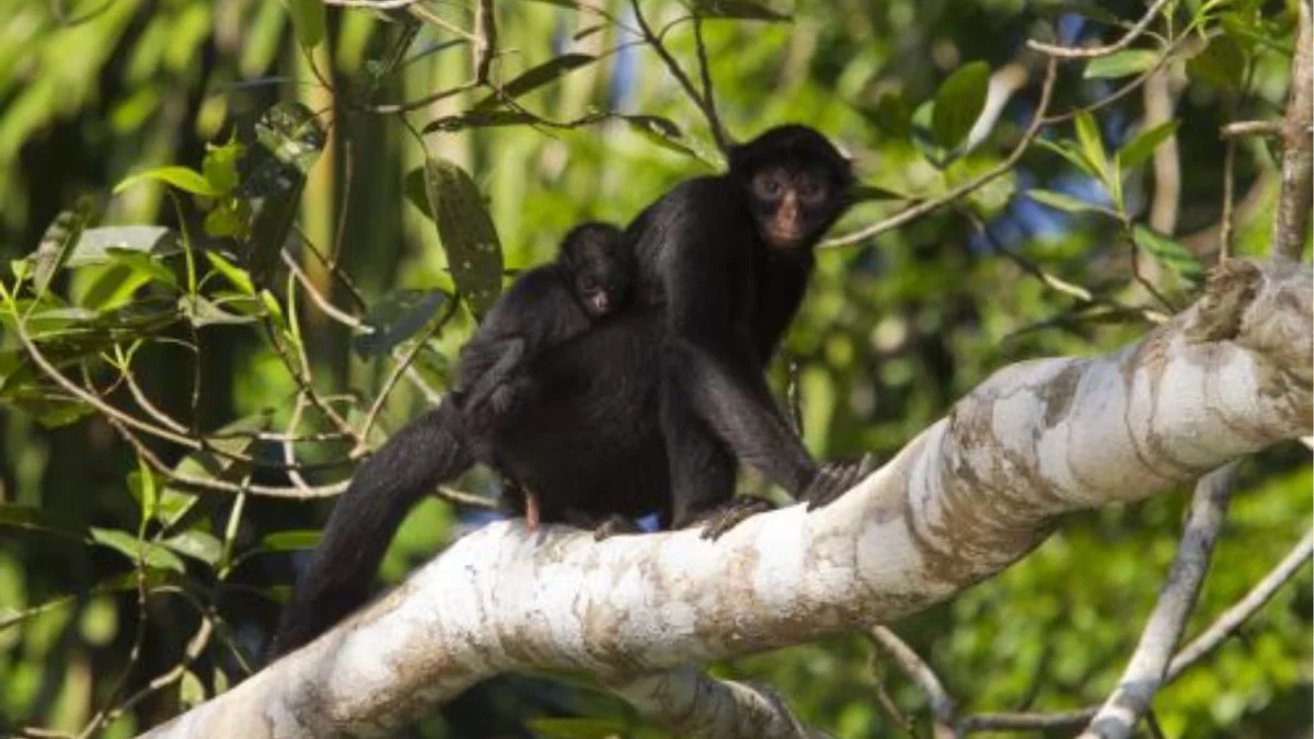 Científicos investigaron los partos de los monos y otros primates: el inesperado dato que descubrieron