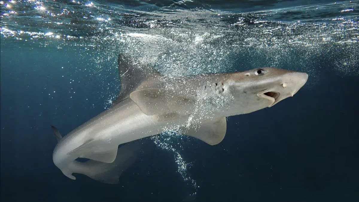 Más del 70% de las especies de tiburones en Argentina están en riesgo de extinción: cómo buscan salvarlos