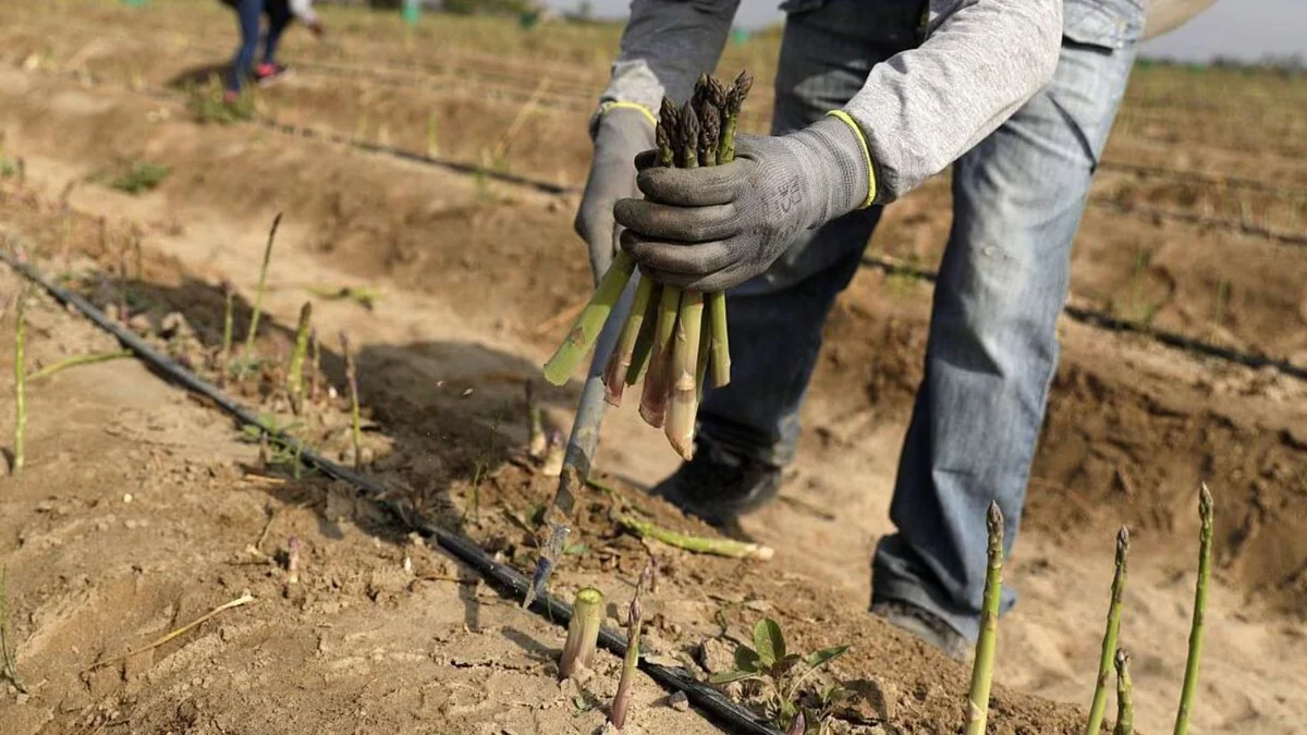 Pérdidas por El Niño superarían los USD 3.000 millones: producción de alimentos en Perú caería a la mitad