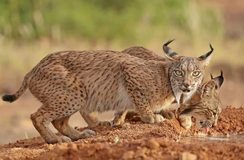 Récord histórico para el lince ibérico: la población se duplica en cuatro años y supera los 2.600 ejemplares en la península